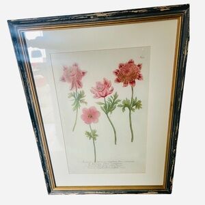 Vintage Botanical Anemone Floral Print Framed |Antique Style Flower Illustration